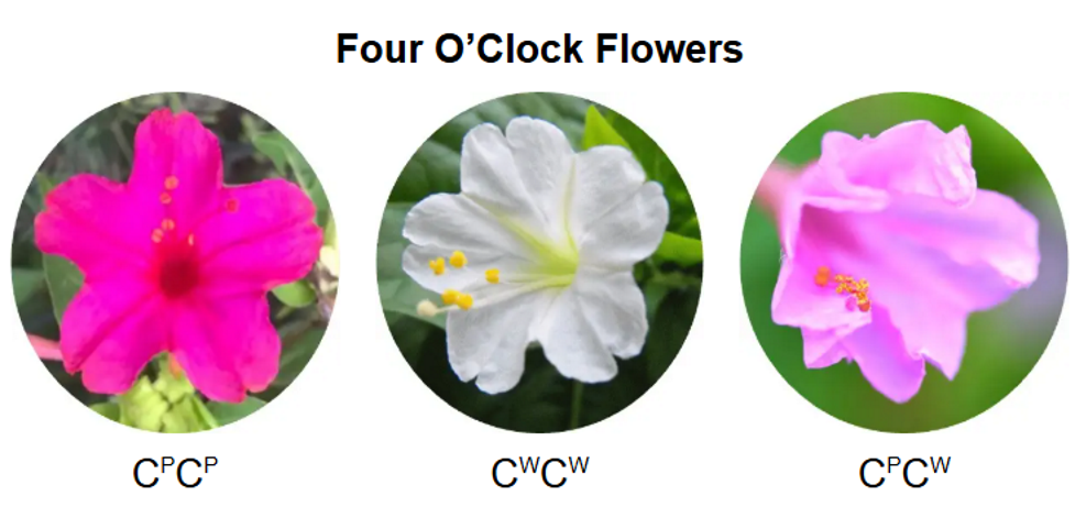 <ul><li><p><span>There are three phenotypes for flower colour in four o'clock plants</span></p></li><li><p><span>Red, when the plant has two red alleles for flower colour</span></p></li><li><p><span>White, when the plant has two white alleles for flower colour</span></p></li><li><p><span>Pink, when the plant is heterozygous for flower colour</span></p></li><li><p><span>Pink is the intermediate phenotype between the red and white phenotypes</span></p></li></ul><p></p>
