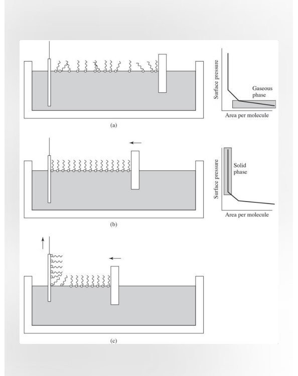 <p>Amphiphilic Molecules Coating: molecules have a hydrophilic head and a hydrophobic tail. They are transferred to a surface.</p><p>Compression: A barrier COMPRESSES the coating until molecules stand on end. Area per molecule reaches a minimum (critical area).</p><p>Deposition: Maintain surface pressure as material is removed. A homogenous, orientated coating is deposited.</p><p>A technique used to create ultra-thin, highly organized coatings—often just one molecule thick (a monolayer)—on a solid surface.</p><p>Chat: The process starts with amphiphilic molecules that have a hydrophilic (water-loving) head and a hydrophobic (water-fearing) tail). They are spread onto a liquid surface (usually water). Naturally, the heads sit in the water while the tails point up into the air. At this stage, they are far apart, acting like a <strong>2D gas</strong>. Compression: A movable barrier slowly slides across the surface, pushing the molecules together. As the area DECREASES, the molecules are forced to stand upright and pack tightly together. This transitions the film from a "gas" phase to a "liquid" phase, and finally to a <strong>solid crystalline-like phase</strong>. Deposition: Once the molecules are perfectly packed, a solid substrate (like a glass slide or silicon wafer) is dipped into or pulled out of the liquid. Because the molecules are held under constant pressure, they transfer onto the solid surface in a <strong>homogeneous, oriented</strong> fashion. This allows you to build a coating one layer at a time with extreme precision. Langmuir-Blodgett films are held together by weak van der Waals interactions and are not chemically bonded to the surface. Makes Langmuir-Blodgett films more prone to rearrangement under physiological conditions</p>