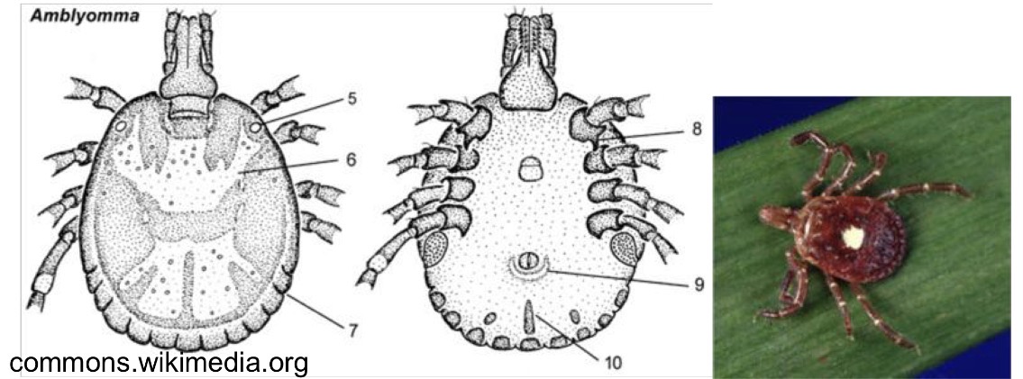 <p>What is the species name of this in family Ixodidae </p>