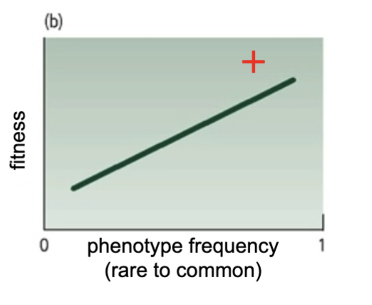 <p>Common phenotypes have higher fitness; may reduce genetic variation</p>