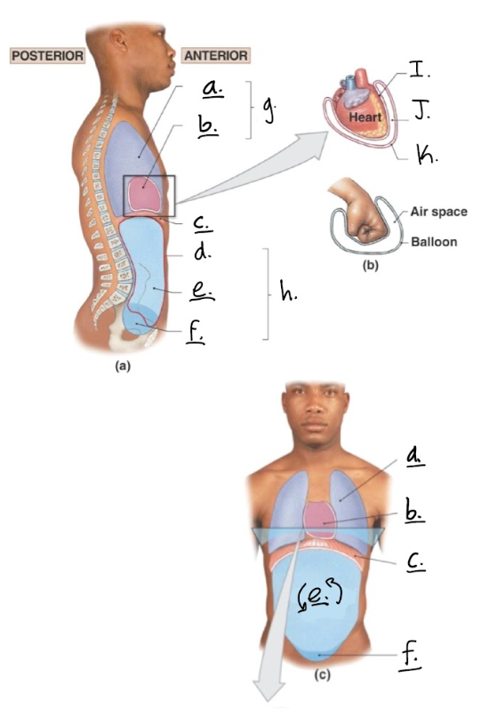 <p>K.</p>