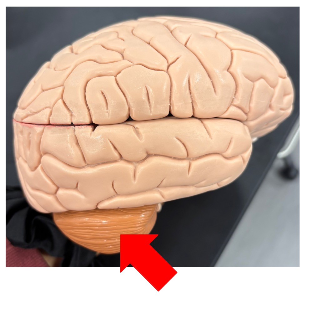 <p>name the structure </p>