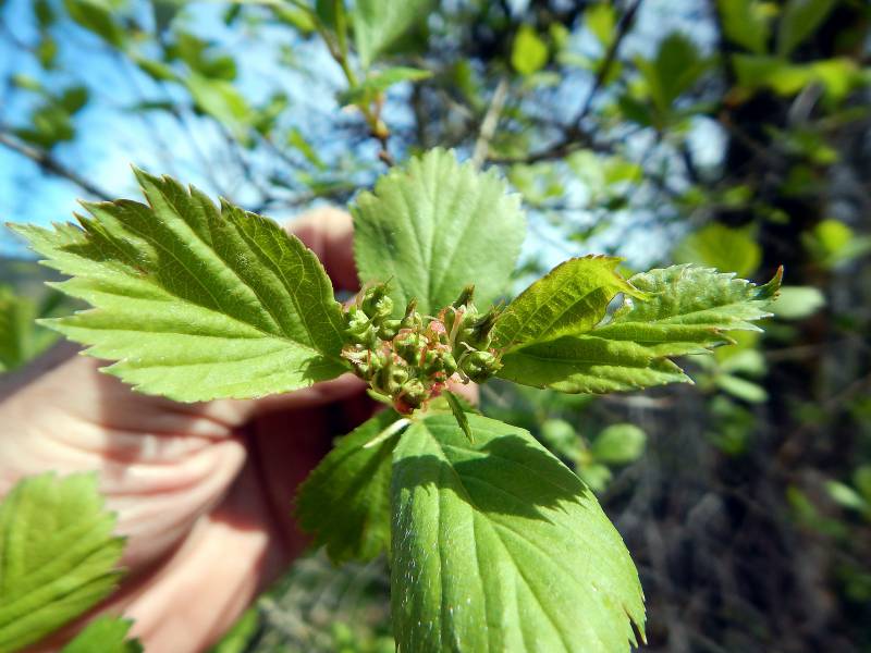 <p>Black hawthorn</p>