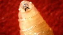 <p>what is it</p>