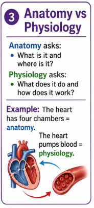 <p>Anatomy asks: <strong>What is it and where is it?</strong><br>Physiology asks: <strong>What does it do and how does it work?</strong></p>
