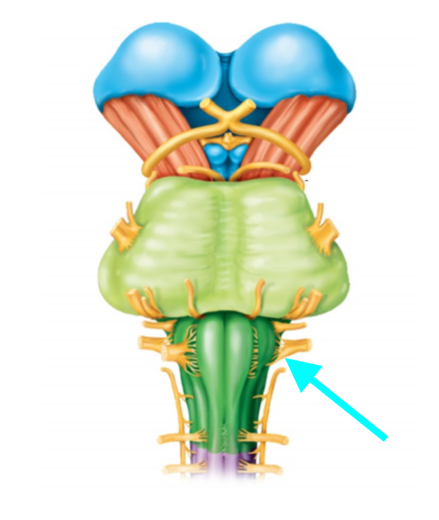<p>Nerve, number, sensory or motor?</p>