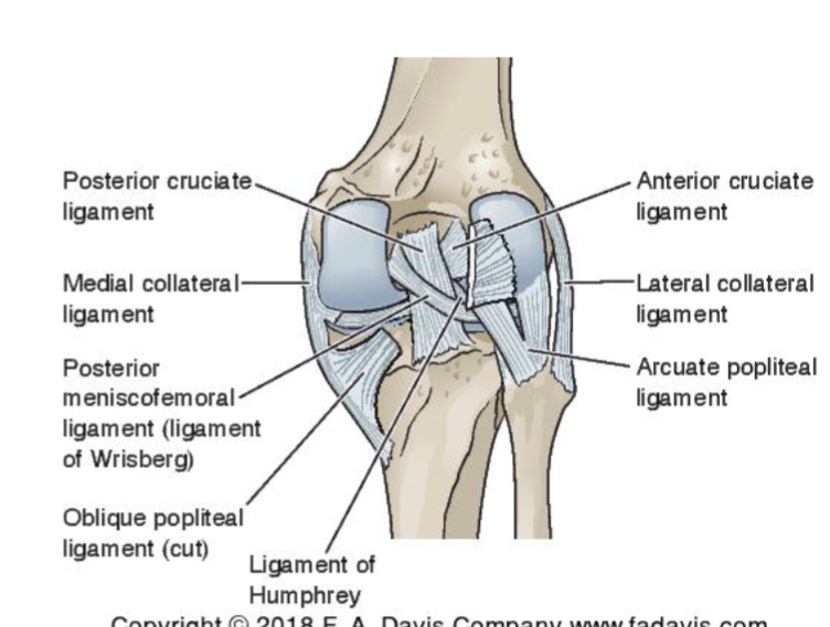 <p><span><strong>Anterior Portion</strong></span></p><ul><li><p><span>Spans length of the patella</span></p></li><li><p><span>Extensor Retinaculum</span></p><ul><li><p><span>Medial retinaculum (MPFL)</span></p></li><li><p><span>Lateral retinaculum (LPFL)<br></span></p></li></ul></li></ul><p><strong>Posterior Portion</strong></p><ul><li><p>femoral condyles to tibial condyles</p></li><li><p>reinforced by arcuate ligament (lateral) and oblique popliteal ligament (medial) </p></li></ul><p></p><p></p><p></p>