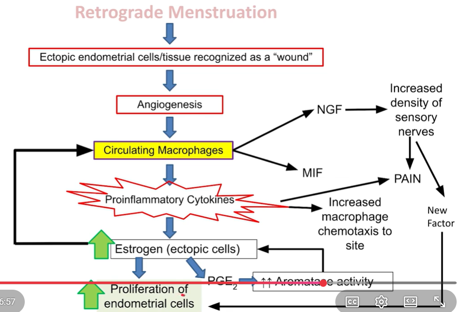 <p>Increases proinflamatory cytokines. Increases Macrophage migration inhib factor (MIF) = keeps macrophages at the lesion and recruits more. Increases Nerve Growth Factor (NGF) = increased density of sensory nerves, causing more intense pain. </p>