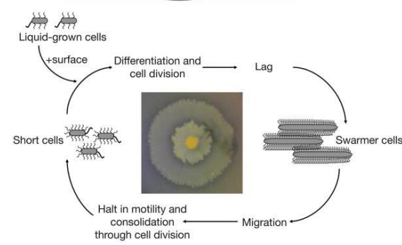 <p>short cells → differentiation and cell division → lag → <strong>Swarmer cells</strong> → migration → halt motility and consolidation through cell division → short cells </p>