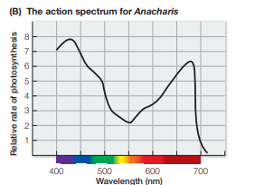 <p>a graph that plots the rate of a biological activity carried out by an organism against the wavelength of light to which it is exposed.</p>