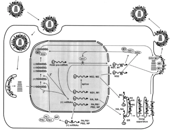 <p>De 10 uur-durende infectiecyclus van het influenzavirus: </p><ol><li><p>influenza binding and incorporation </p></li></ol><p></p>