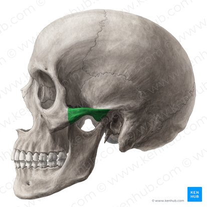 <p>“structure” “constructed from parts of the zygomatic and temporal bones”</p>