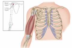 <p>What is the biceps brachii long head origin?</p>