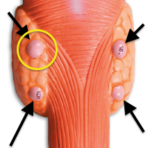 <p>4 glands embedded in the posterior surface of the thyroid gland; produces PTH</p>