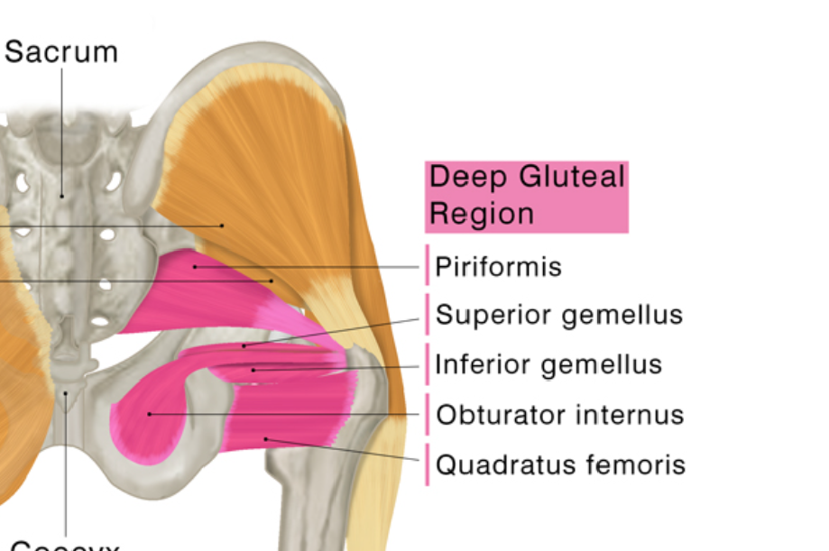 <p>Inferior gemellus proximal attachment </p>