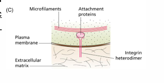 <p>Under mechanical stress, ATP released through channel protein Pannexin-1 activates purinergic receptors in the neighbouring cells to regulate cell tension</p>