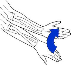 <p>radioulnar supination, transverse, vertical</p>
