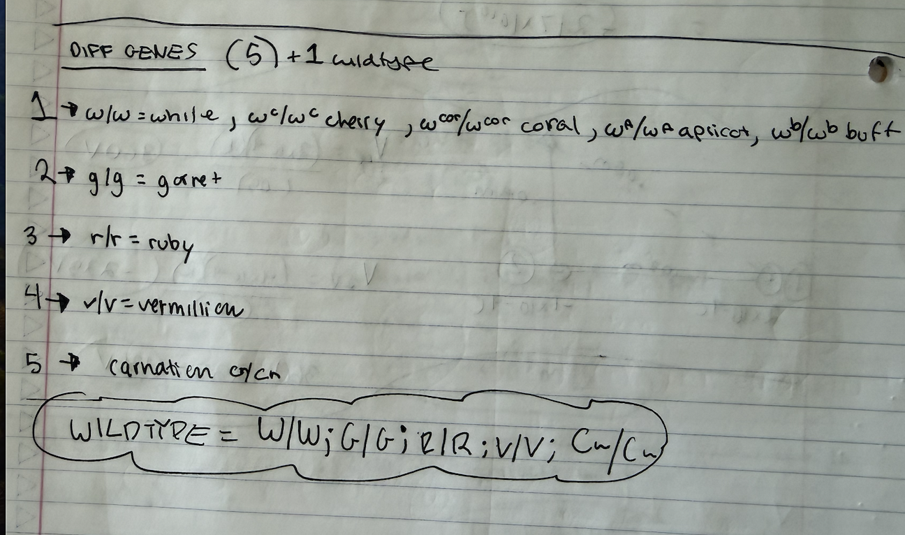 <p>finding the total number of genes. </p><p>the wild type genotype = all the genes with at least one dominant allele </p>
