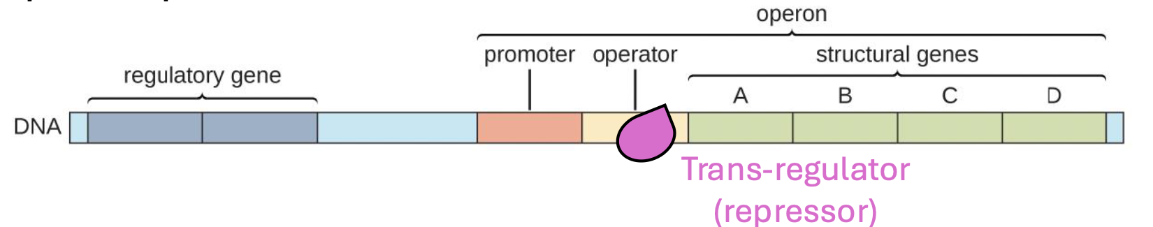 <p>cis-elements</p>
