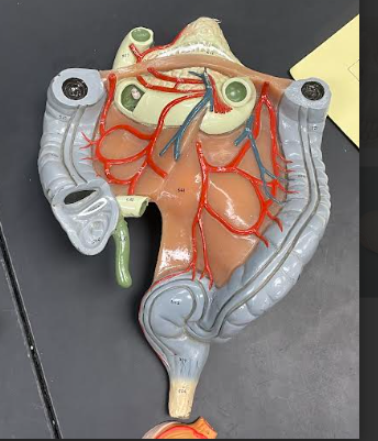 <p>Large Intestine</p>