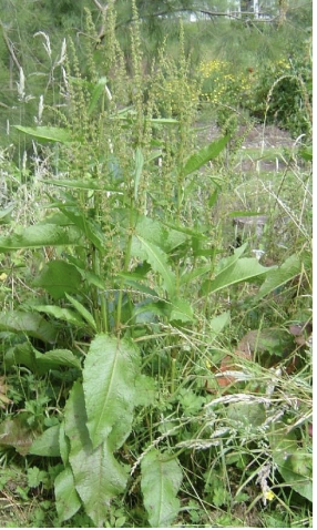 <p><strong>Plant family:</strong> Polygonaceae<br><strong>Life cycle:</strong> Perennial<br><strong>Key persistence / spread:</strong> Very large taproot; prolific seed production<br><strong>Farming systems:</strong> Dairy pastures, compacted soils</p><p><strong> How to identify</strong></p><p>It is a strongly persistent perennial that grows as a large basal rosette. Leaves are very large, broad, and blunt‑tipped, with a leathery texture that resists tearing.</p><p>Leaves have pronounced veins, and leaf margins are often smooth or gently wavy. It thrives in compacted, nitrogen‑rich soils, particularly dairy pastures and stock camps.</p><p>A deep, fleshy taproot allows plants to survive drought, grazing, and repeated cutting. Simply removing the top growth rarely kills the plant.</p><p>In spring and summer, it produces tall flower stalks with dense clusters of brown seed, which remain visible long after flowering. These seed stalks are often the first sign of infestation.</p>