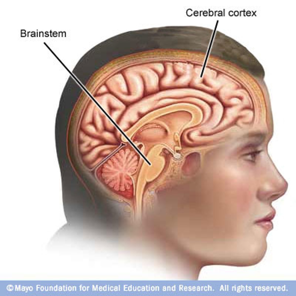 <p>2 hemispheres, 4 lobes per hemisphere</p><p>can get approximation or where a stroke happened</p>