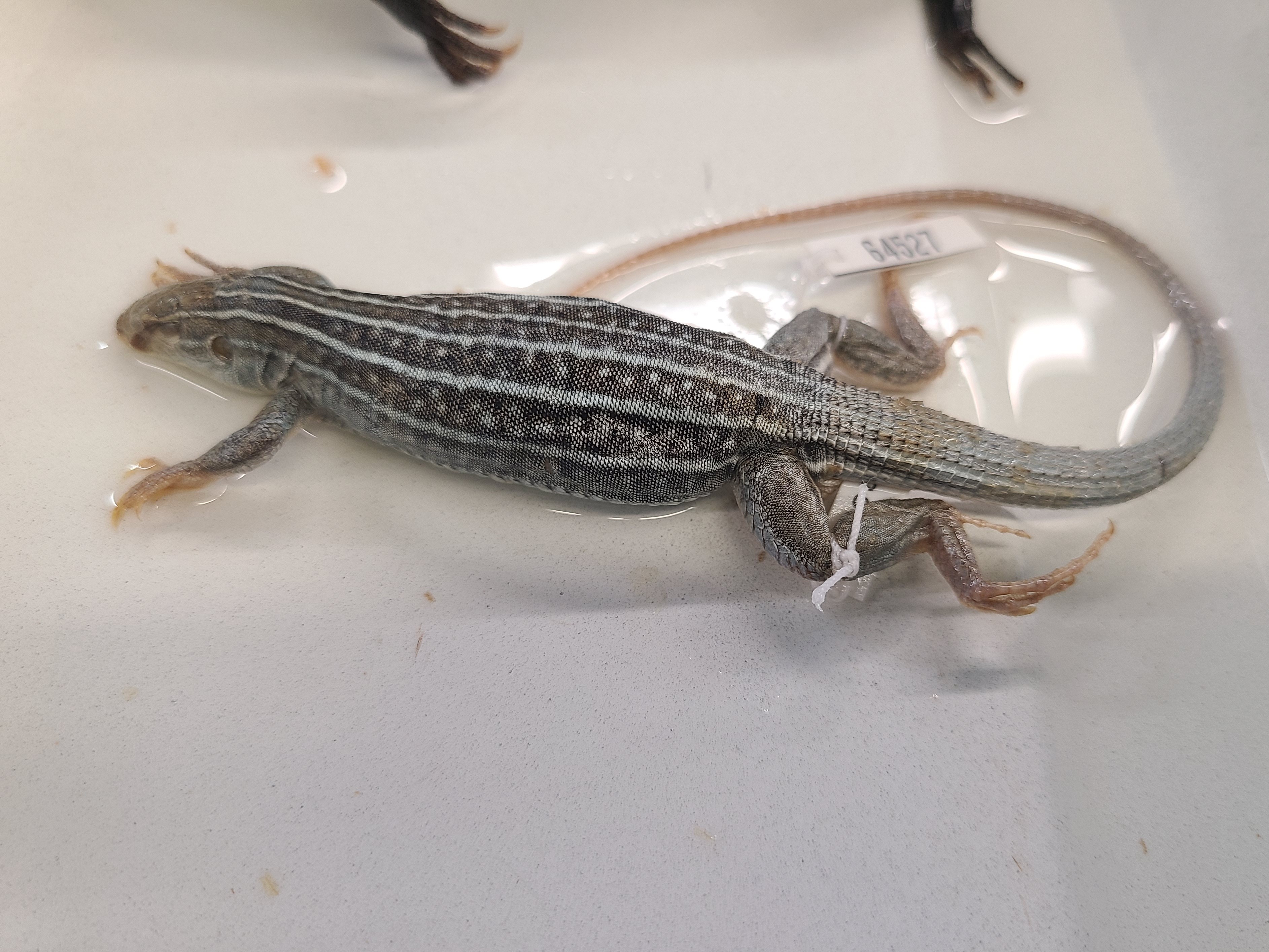 <p>Scientific name and distinguishing feature</p>