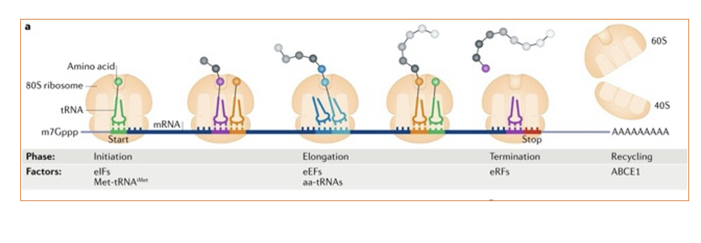 <p>translation simplified</p>