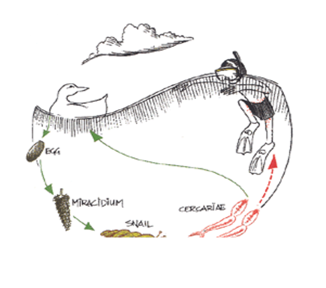 <p>an intermediate host because its required for larval stage </p>