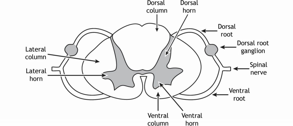 <p>space between dorsal horns</p>