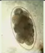 <p>Identify</p>