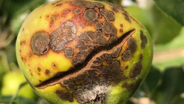 <p>roughened, crustlike diseased area on the surface of a plant organ. Image: apple scab. </p>