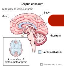 <p>what the red is covering </p>