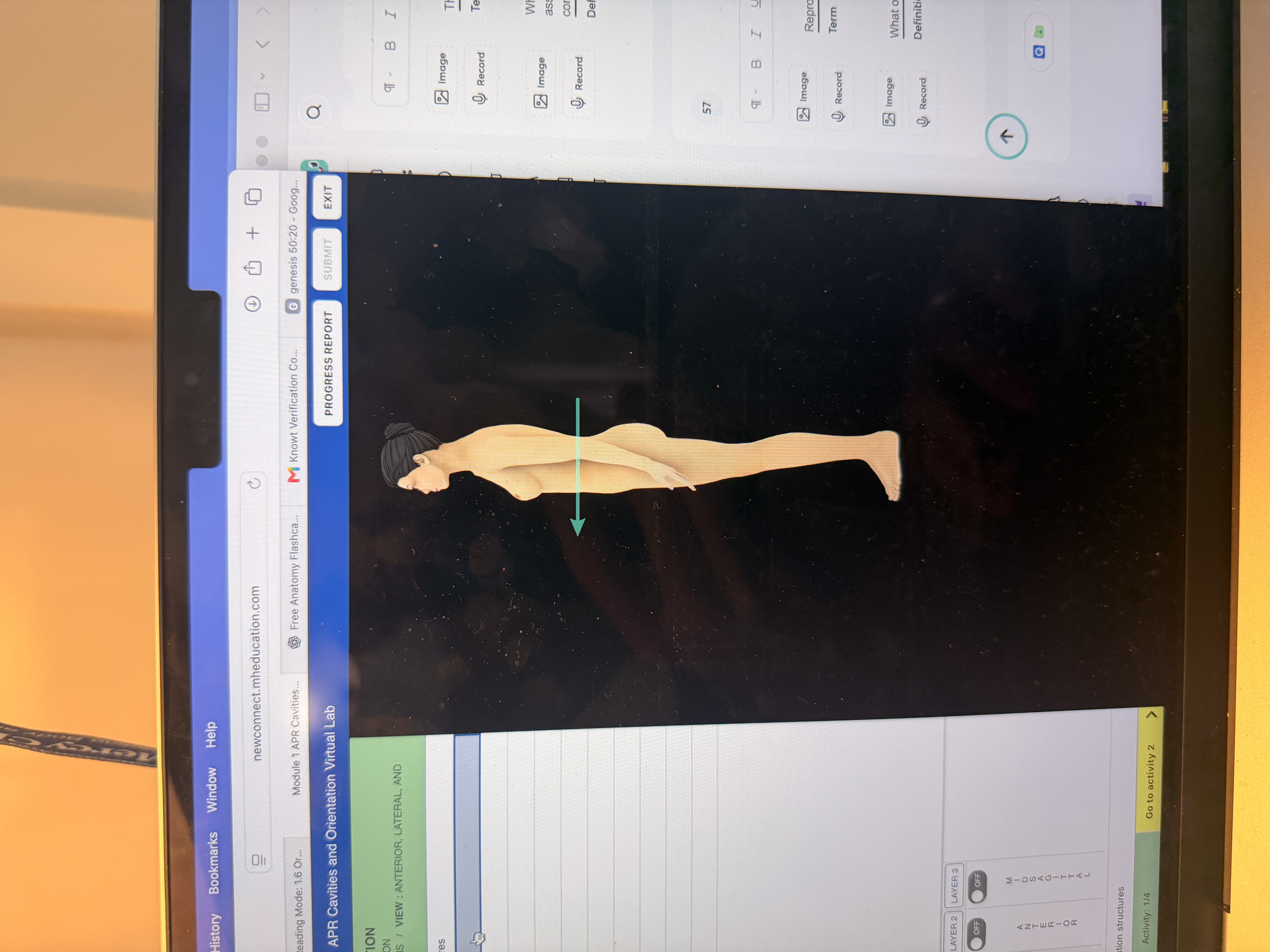 <p>What body orientation is this?</p>