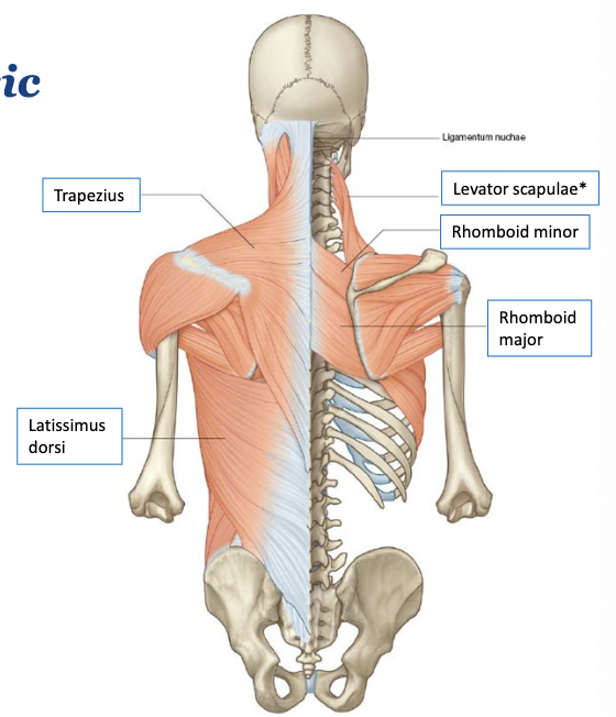 <ul><li><p><span>Trapezius</span></p></li><li><p><span>Levator scapulae</span></p></li><li><p><span>Rhomboid minor</span></p></li><li><p><span>Rhomboid major</span></p></li><li><p><span>Latissimus dorsi</span></p></li></ul><p></p>
