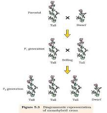 <p>offspring that are the result of mating between two genetically different kinds of parents; opposite of purebred</p>