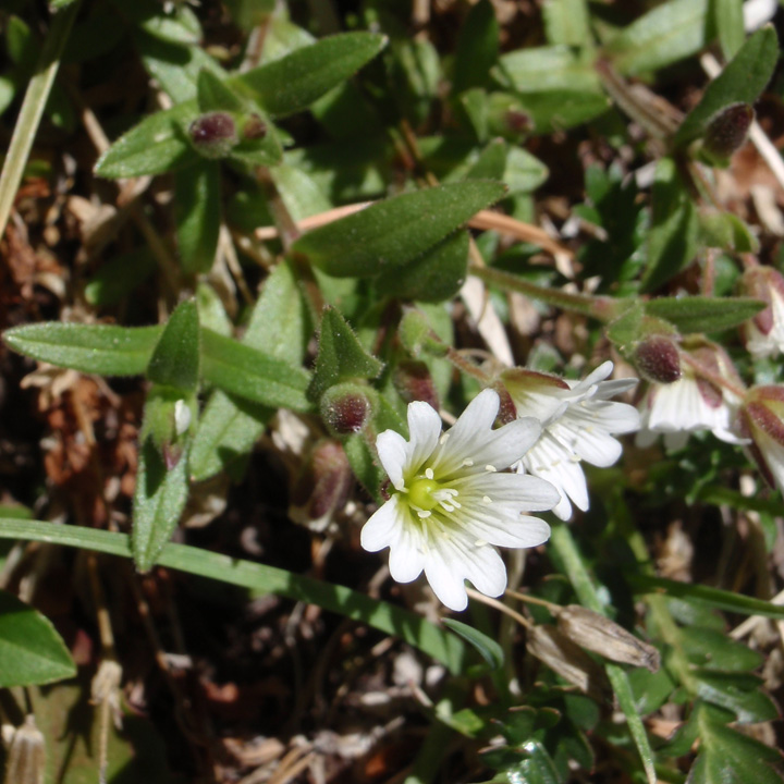 <p>Caryophyllaceae</p><p>Bearing Sea Mouse-ear Chickweed</p><p>Carnation family, opposite leaves, swollen nodes, flowers have 5 petals with a deep notch, low-growing perennial</p>