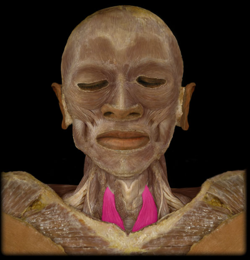 <p>action: depresses larynx after it had been elevated (in swallowing and vocalization).</p>