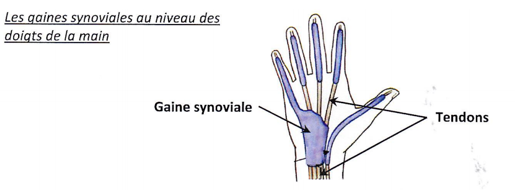 <p><strong>Des structures qui favorisent ou stabilisent le glissement de l’articulation: </strong></p><p>Je suis une structure en forme de petits sacs contenant du liquide synovial sécrété par ma membrane synoviale. </p><p><strong>Je joue le rôle d’un lubrifiant</strong> </p><p>Je suis interposé entre les tendons et les os ou les gaines tendineuses. </p><p><mark data-color="#ffc0c0" style="background-color: rgb(255, 192, 192); color: inherit;">Je consiste à réduire les frictions et faciliter les mouvements fluides entre les structures musculosquelettiques  </mark><strong><mark data-color="#ffc0c0" style="background-color: rgb(255, 192, 192); color: inherit;">à voir avec la  prof </mark></strong></p><p></p>