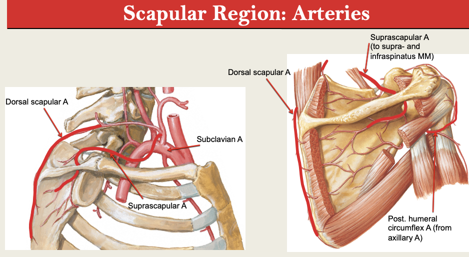<p>Subclav —_> Dorsal Scapular + Suprascapular A</p>
