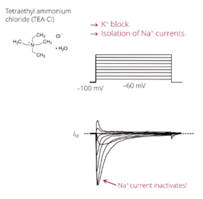 <p>with this you can isloate Na+ currents</p>