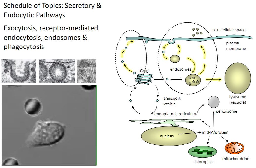 <p><strong>Exocytosis</strong><br> <strong>Vesicles</strong> fuse with the <strong>plasma membrane</strong> to release <strong>proteins or other molecules</strong> outside the cell</p><p><strong>Receptor-Mediated Endocytosis</strong><br> <strong>Specific molecules</strong> are internalized via <strong>receptors</strong> on the plasma membrane</p><p><strong>Endosomes</strong><br> <strong>Sort and direct</strong> internalized molecules to their proper <strong>cellular destinations</strong></p><p><strong>Phagocytosis</strong><br> Engulfment of <strong>large particles or pathogens</strong> into <strong>phagosomes</strong> for <strong>degradation</strong></p><p><strong>Key Point</strong><br> Cells use <strong>exocytosis, endocytosis, and phagocytosis</strong> to <strong>control intake, processing, and release</strong> of materials</p>