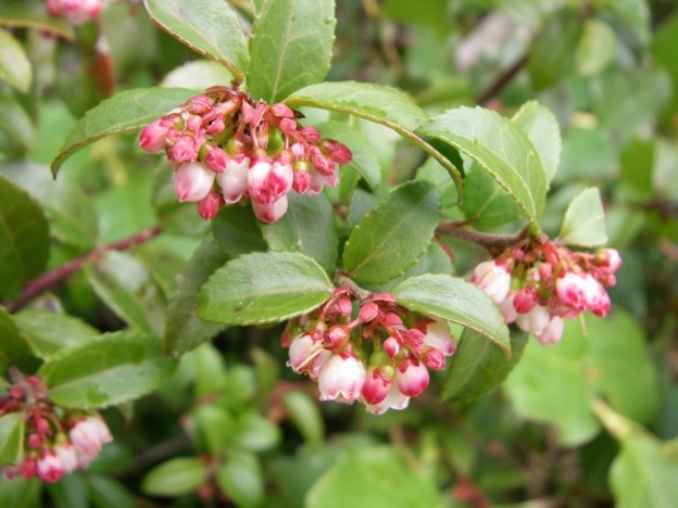 <p>Evergreen huckleberry</p>