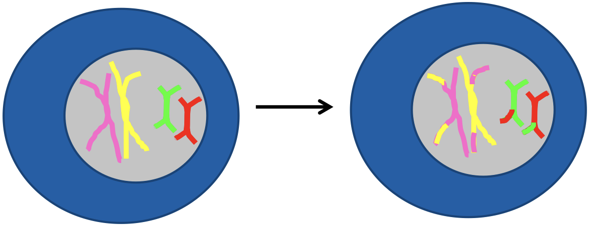 <p>DNA replication already occured - nucleus has 46 chromosomes (23 pairs) each with two sister chromatids joined by a centromere</p><p>Prophase 1 - homologous crossing over: homologous chromosomes synapse (pair up - 1 paternal and 1 maternal chromosome) to form a tetrad (4 chromatids), non-sister chromatids of the homologous pair exchange matching segments of DNA so that sister chromatids are no longer identical, allowing new gene combinations from </p>