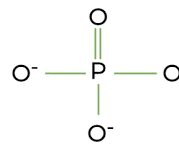 <p>The addition/removal of phosphate (a form of PTM) can cause reversible conformational changes in proteins which affect their activity.</p><ul><li><p>Adding a phosphate group adds -ve charges which affect ionic interactions in proteins</p></li></ul><p></p>