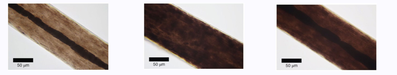 <p>Caucasian</p><p>Straight to wavy; Oval cross-section; Fine to medium texture; Evenly distributed pigment</p><p>African</p><p>Curly to kinky; Flattened cross-section; Coarse texture with buckling; Dense, clumped pigment</p><p>Asian</p><p>Straight configuration; Round cross-section; Coarse texture with thick diameter; Continuous broad medulla</p><p>Racial determination from hair is based on population-level characteristics and represents <strong>probabilities rather than certainties</strong>. </p>