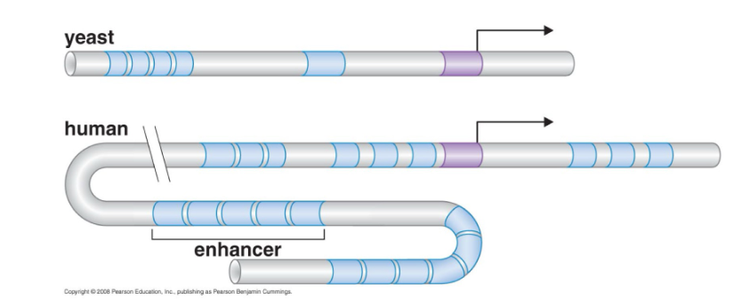 <p>Expression of eukaryotic genes is controlled by a <strong>combination of regulatory sequences</strong> and <strong>factors that bind</strong> to those sequences:</p><ul><li><p>These sequences can be located well away from the promoter – they can be <strong>several thousand base pairs away</strong></p></li></ul><ul><li><p>Regulatory sequences can be <strong>downstream or upstream</strong> of the promoter</p></li></ul><p></p>