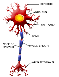 <p>Several dendrites and one axon; motor neurons; majority of neurons</p>