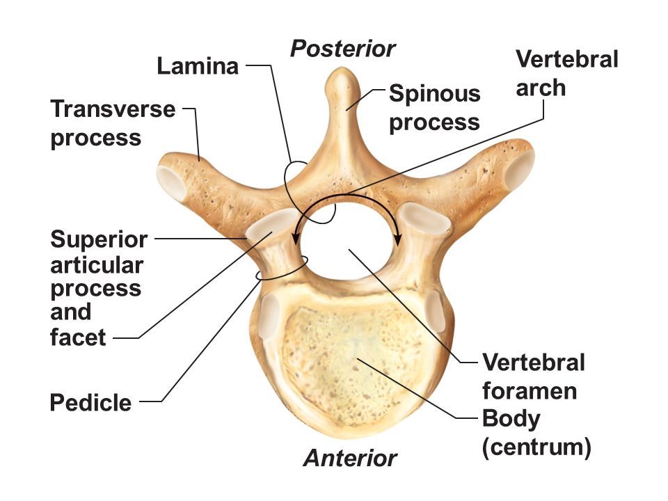 <p>Describe the location and vertebral levels of the Ligamentum Flavum.</p>