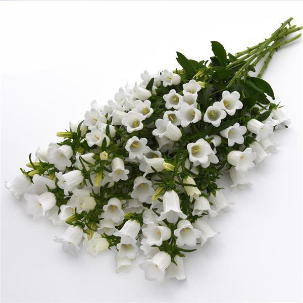 <p>Fiori evidenti a forma di campana. <strong>Cura:</strong> molta acqua, fresco.</p>